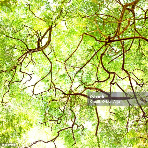 Sunny Filialen Stockfoto und mehr Bilder von Ast - Pflanzenbestandteil - Ast - Pflanzenbestandteil, Aufnahme von unten, Baum