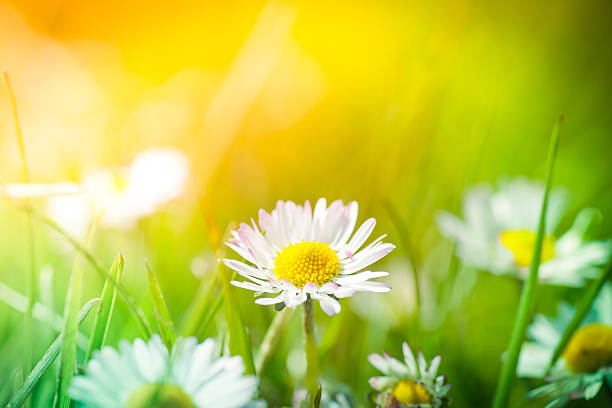 istock Chamomile plants in meadow during sunset or sunrise 184869524