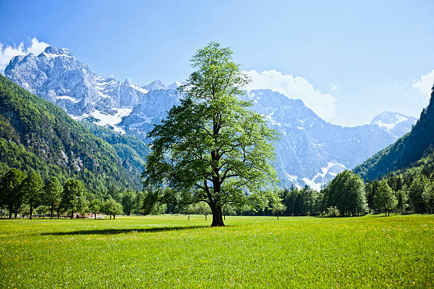 istock Lonely tree in idyllic Alps valley 184869635