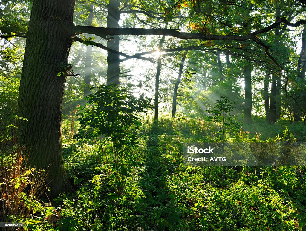 Éclairé par les rayons du soleil dans la forêt de chêne avec sous-bois - Photo de Arbre libre de droits