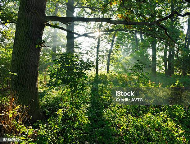 Sunbeams In 백라이트 자연스럽다 오크 나무 임산 Undergrowth 0명에 대한 스톡 사진 및 기타 이미지 - 0명, 나무, 나무줄기