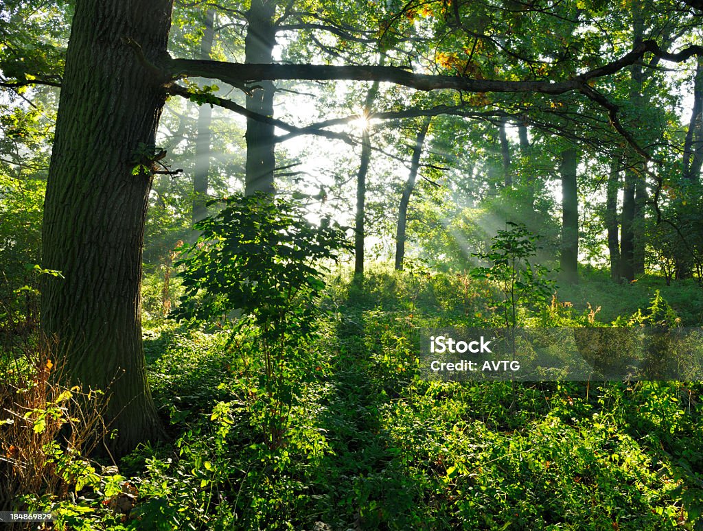 Retroiluminado de carvalho Natural RAIOS DE SOLConstellation name (optional) na árvore floresta com Undergrowth - Royalty-free Ao Ar Livre Foto de stock