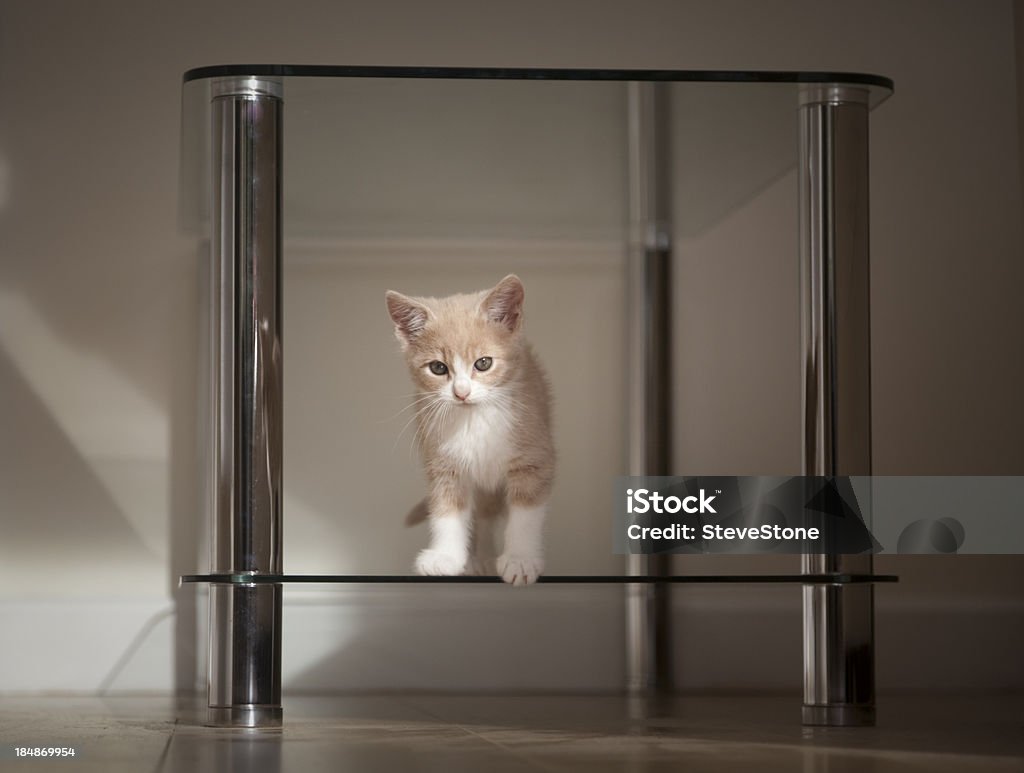 Petite gingembre pâle et blanc Chaton debout sur une table en verre - Photo de Animaux de compagnie libre de droits