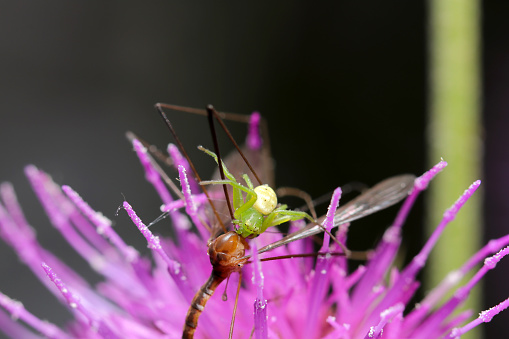 Female emerald green flower spider catching a dragonfly on a purple Thistle flower (Natural+flash light, black background macro close-up photography)