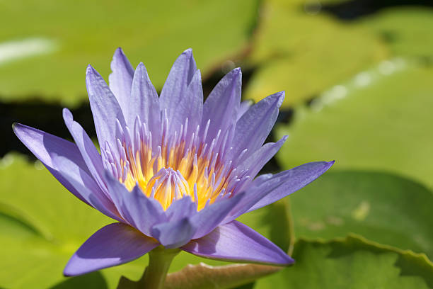 istock Lotus Flower in Pond 184870119