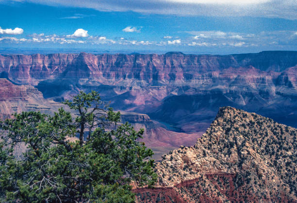 Grand Canyon NP - North Rim - Pinyon Pine & Hazy View - 1990