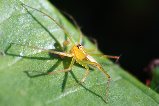 yellow spider on leaf, rare small animal, macro photography, close up images