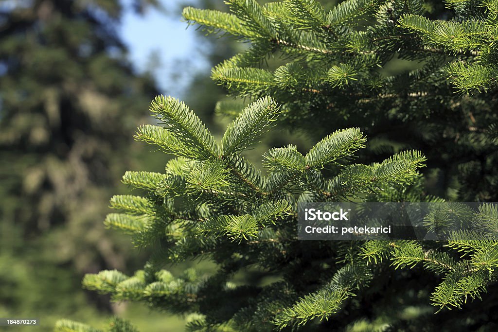 Árbol de navidad - Foto de stock de Abeto libre de derechos