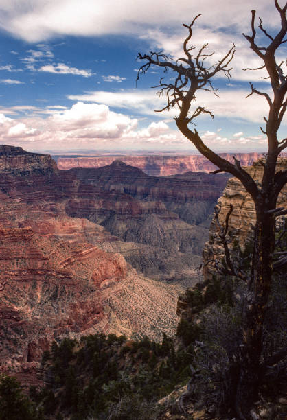 Grand Canyon NP - North Rim - Vertical View with Naked Tree - 1990