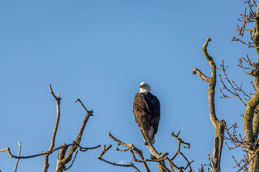 This photo was taken of a bald eagle that was landing on a branch at a local lake.