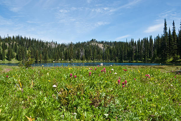istock Wildflower Meadow at Clover Lake 184871146