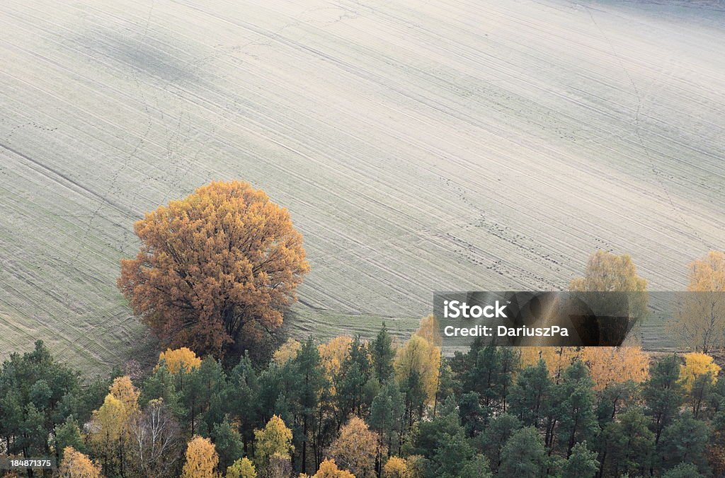 Aerial photo of a autumn trees Aerial photo Above Stock Photo