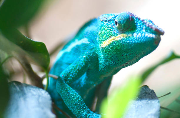 chameleon in blue / green