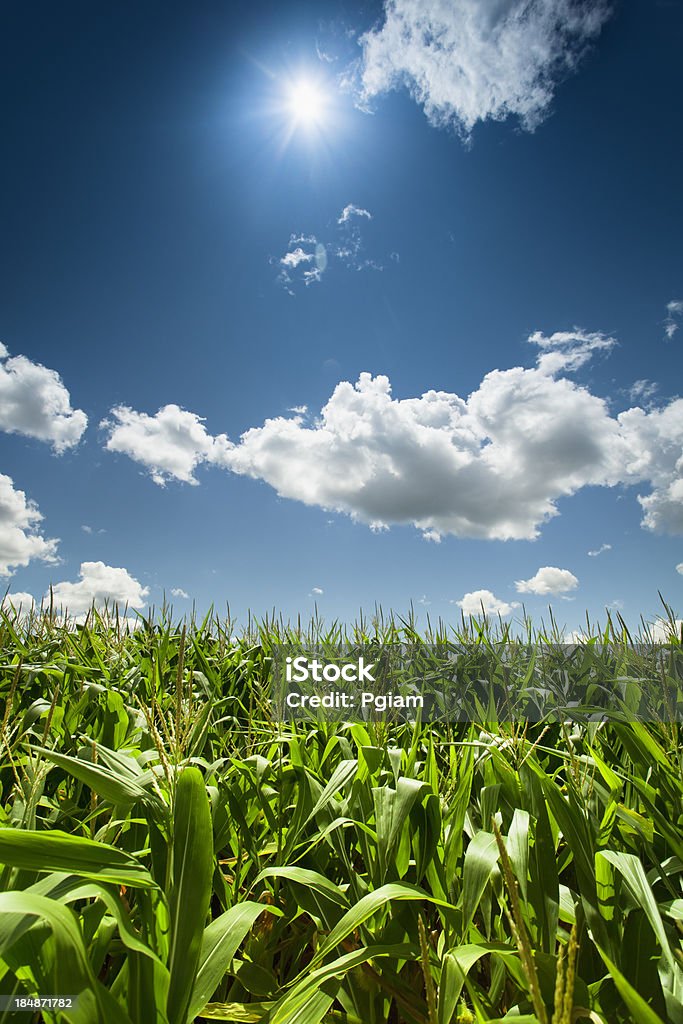トウモロコシ、夏の太陽の下で - �作物 トウモロコシのロイヤリティフリーストックフォト