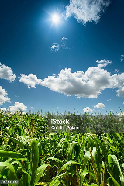 トウモロコシ夏の太陽の下で - 作物 トウモロコシのストックフォトや画像を多数ご用意 - 作物 トウモロコシ, 野菜 とうもろこし, 田畑
