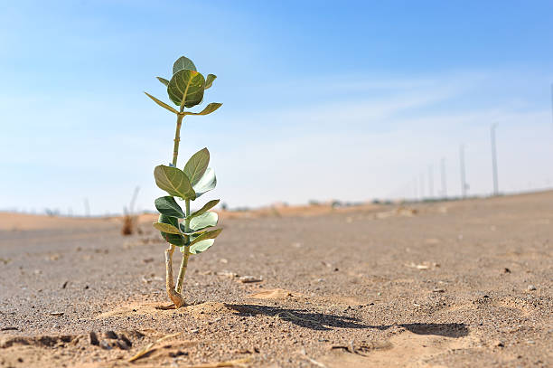 사막 공장요 생존 - conquering adversity adversity plant desert 뉴스 사진 이미지