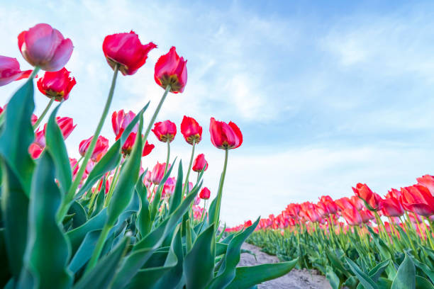 istock Beautiful tulips are in full bloom 1848719124