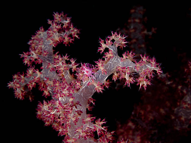 Soft Coral stock photo