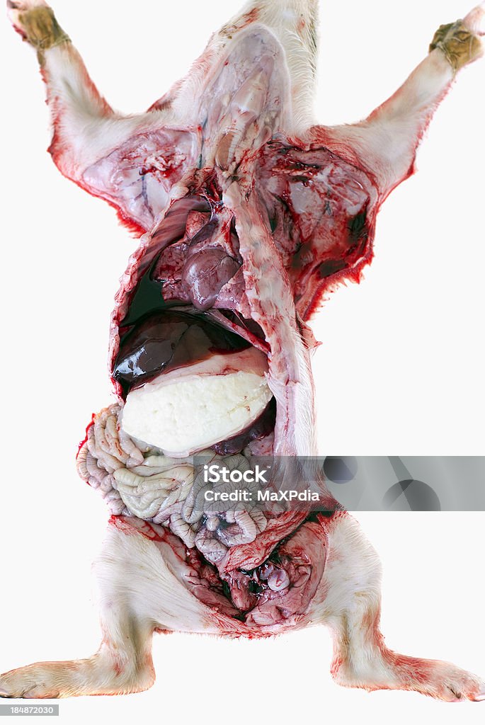 Cerdo anatomía reveló órganos internos - Foto de stock de Autopsia libre de derechos