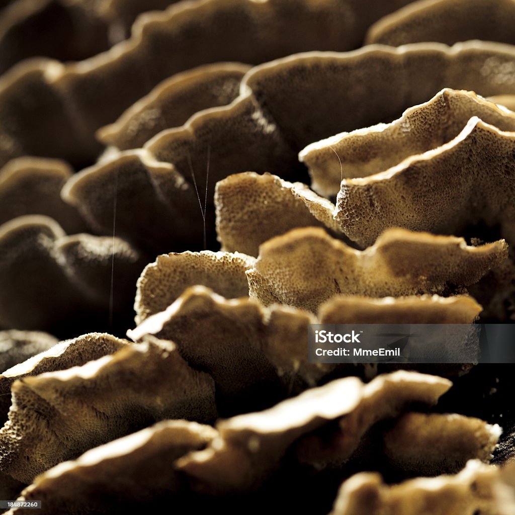 Polyporales Pilzen - Lizenzfrei Aufnahme von unten Stock-Foto