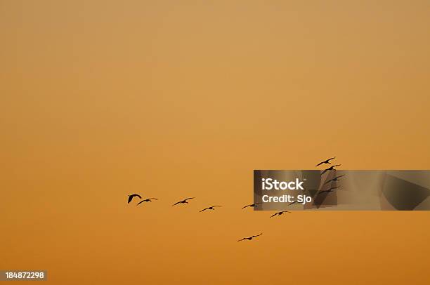 Cranes In A Sunset Stock Photo - Download Image Now - Animal, Animal Body Part, Animal Migration