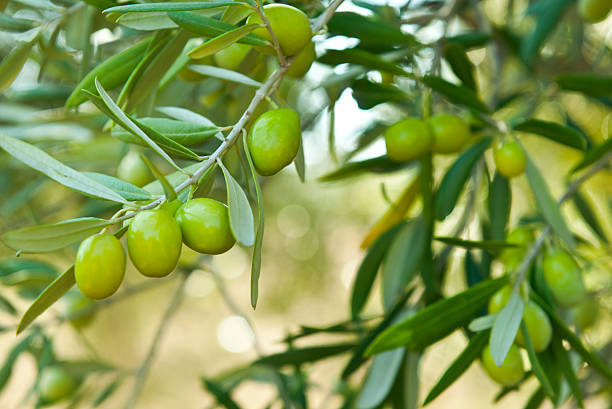 green olives stock photo