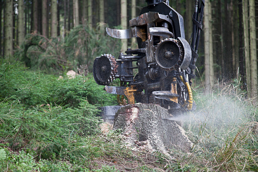 Harvesting by the modern machine in the forest