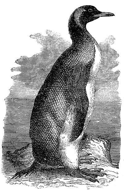 ilustrações de stock, clip art, desenhos animados e ícones de pinguim-de-schlegel (aptenodytes patagonicus - penguin animal white background king penguin