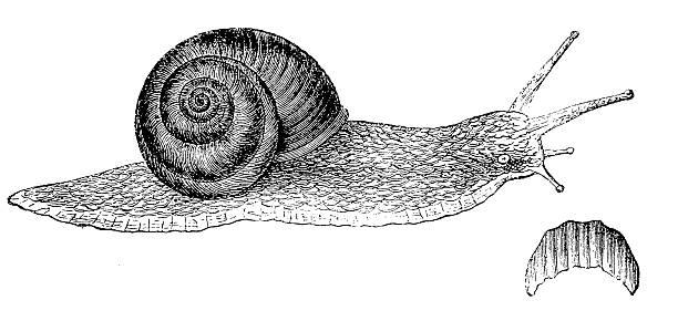 istock Burgundy, Roman, Edible Snail or Escargot (Helix Pomatia) 184872507