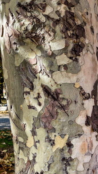 istock Bear scratchings on the bark of a tree 1848725994