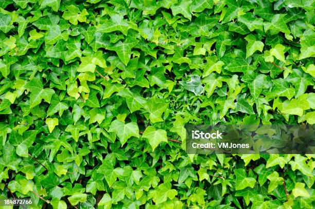 Ivy の背景 - ツタのストックフォトや画像を多数ご用意 - ツタ, 人物なし, 写真