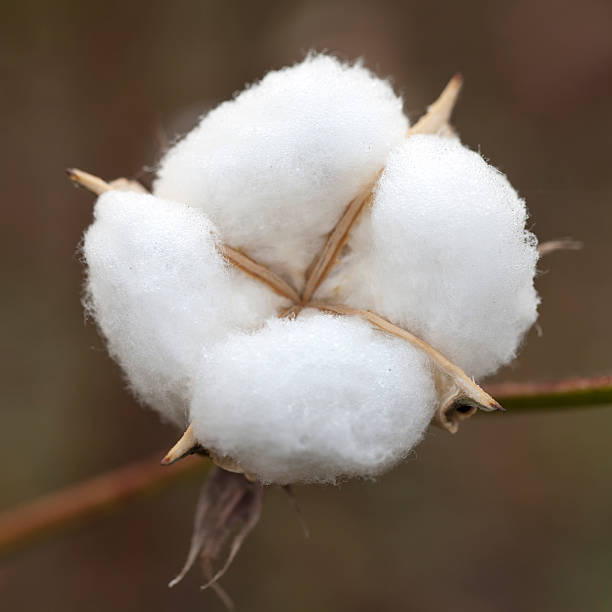 Cotton "Ripe cotton in a field,at autumn." cotton cotton ball fiber white stock pictures, royalty-free photos & images