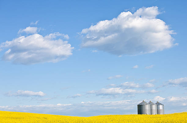 grãos de barras e céu-da-pradaria - prairie wide landscape sky imagens e fotografias de stock