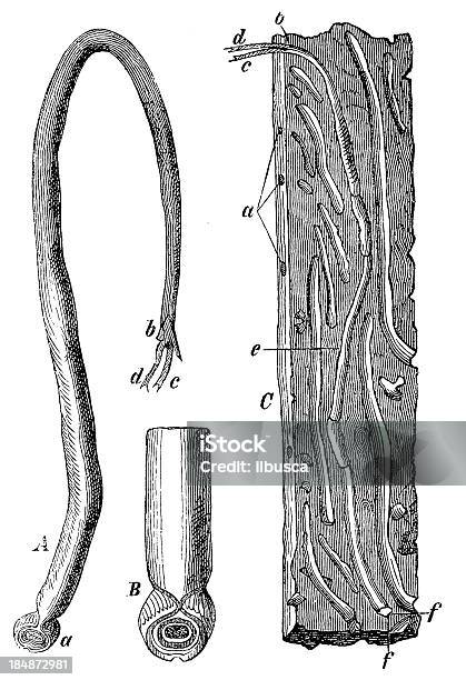 Shipworm Stock Illustration - Download Image Now - 19th Century Style, Aging Process, Animal
