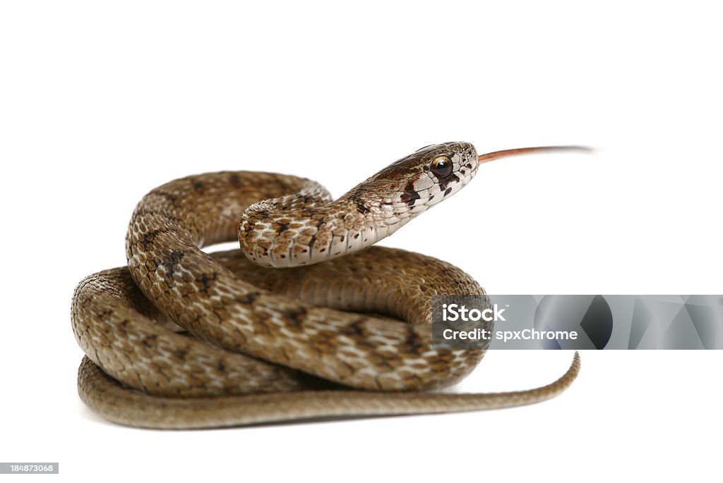 Snake - Lizenzfrei Schlange - Kriechtier Stock-Foto