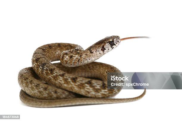 Snake Stockfoto und mehr Bilder von Schlange - Kriechtier - Schlange - Kriechtier, Freisteller – Neutraler Hintergrund, Weißer Hintergrund