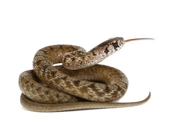 Snake with his tongue out, shallow focus on head.