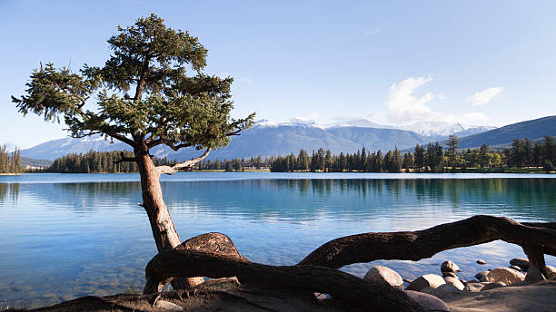 istock Tree and lake at Jasper National Park, Alberta, Canada (XXL) 184873103