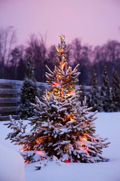 クリスマスツリー、新鮮な、ふわふわの雪 ストックフォト
