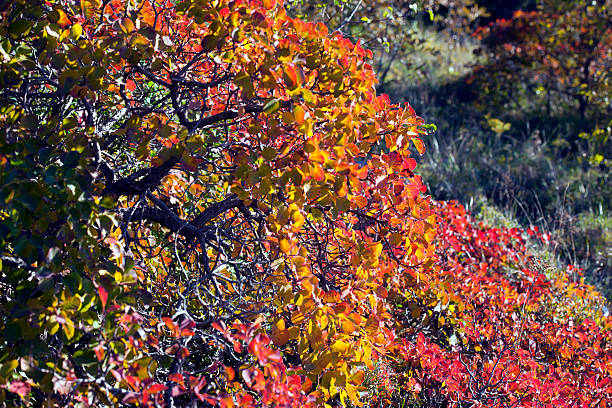 istock Smoke Bush in Autumn Western Slovenia 184873348
