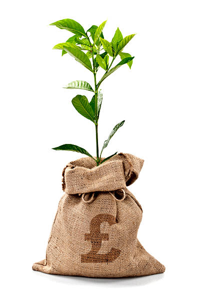 istock Money Tree/Money Bag With Pounds 184873414