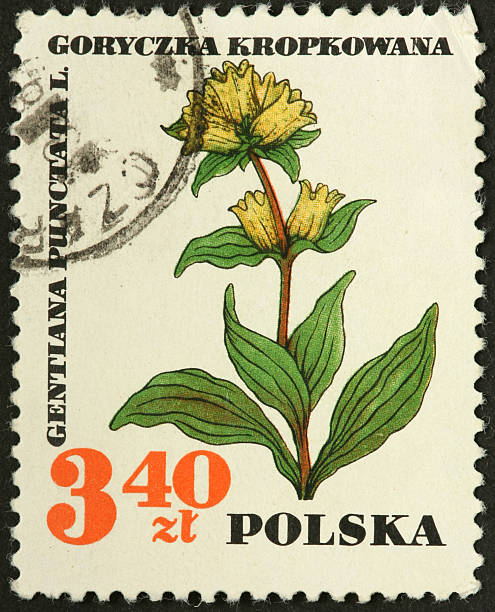 istock Gentiana punctata, spotted gentian flower 184873495