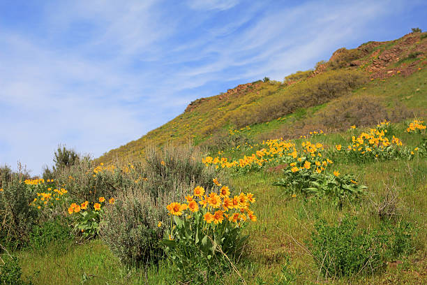 istock Wildflower Meadow in Utah 184873499