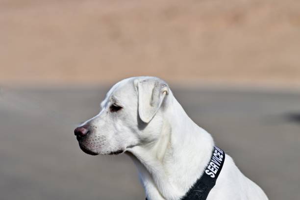 Service Dog at Death Valley