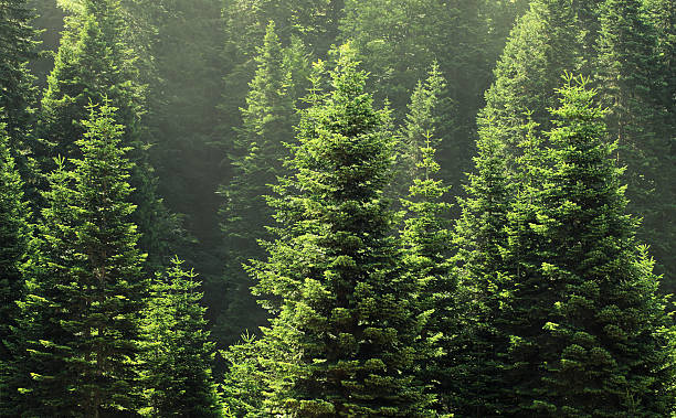 pine tree - granskog bildbanksfoton och bilder