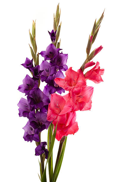 gladíolo flores - gladiolus - fotografias e filmes do acervo