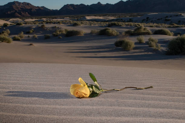rose der wüste, dünen und berge. - romantic scene flash stock-fotos und bilder
