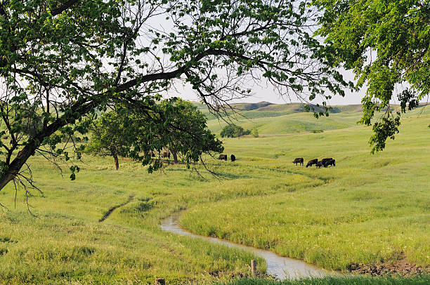 istock Cows by Stream in South Dakota Farm Pasture 184874187
