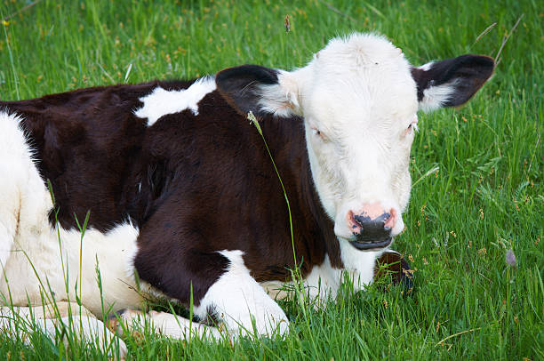 istock Сalf on the Field 184874222