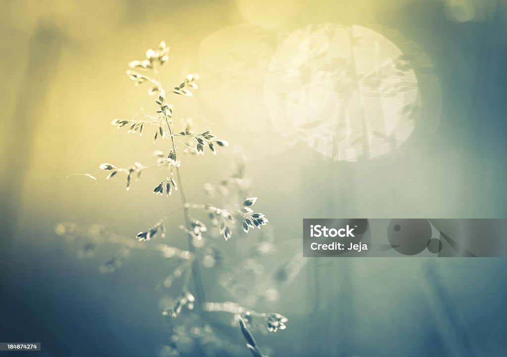 Hermoso la mañana - Foto de stock de Foco difuso libre de derechos